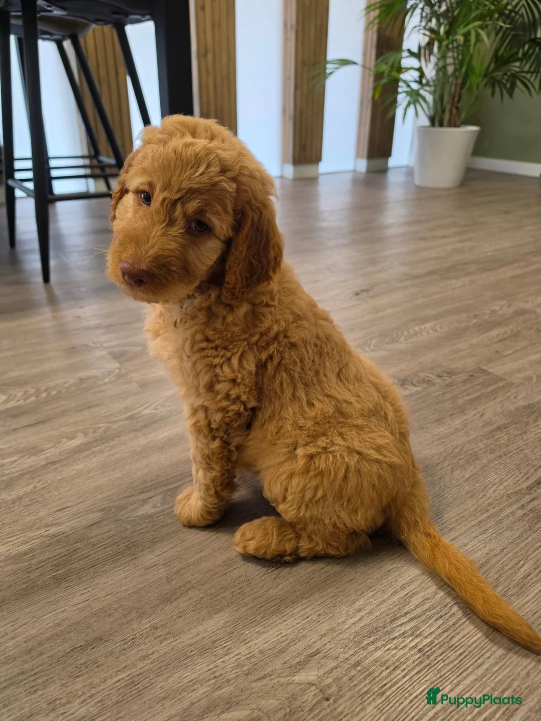 Labradoodle honden te koop: Hele mooie medium doodle half Australian bloed🩵🤩 - Advertentie 1