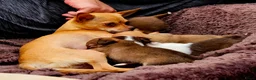 Chihuahua honden te koop: Raszuivere Chihuahua pups reutjes - Advertentie 13