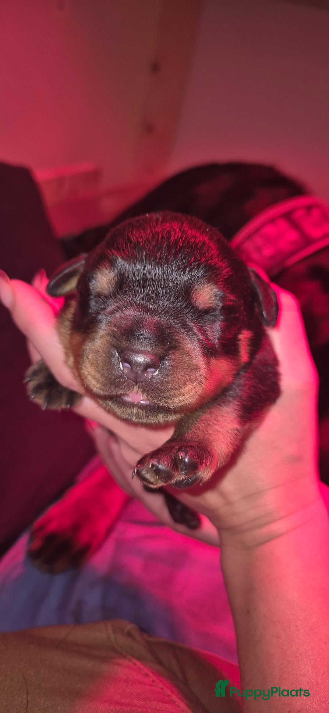 Rottweiler honden te koop: Nest F 27.11.2025 - Advertentie 23