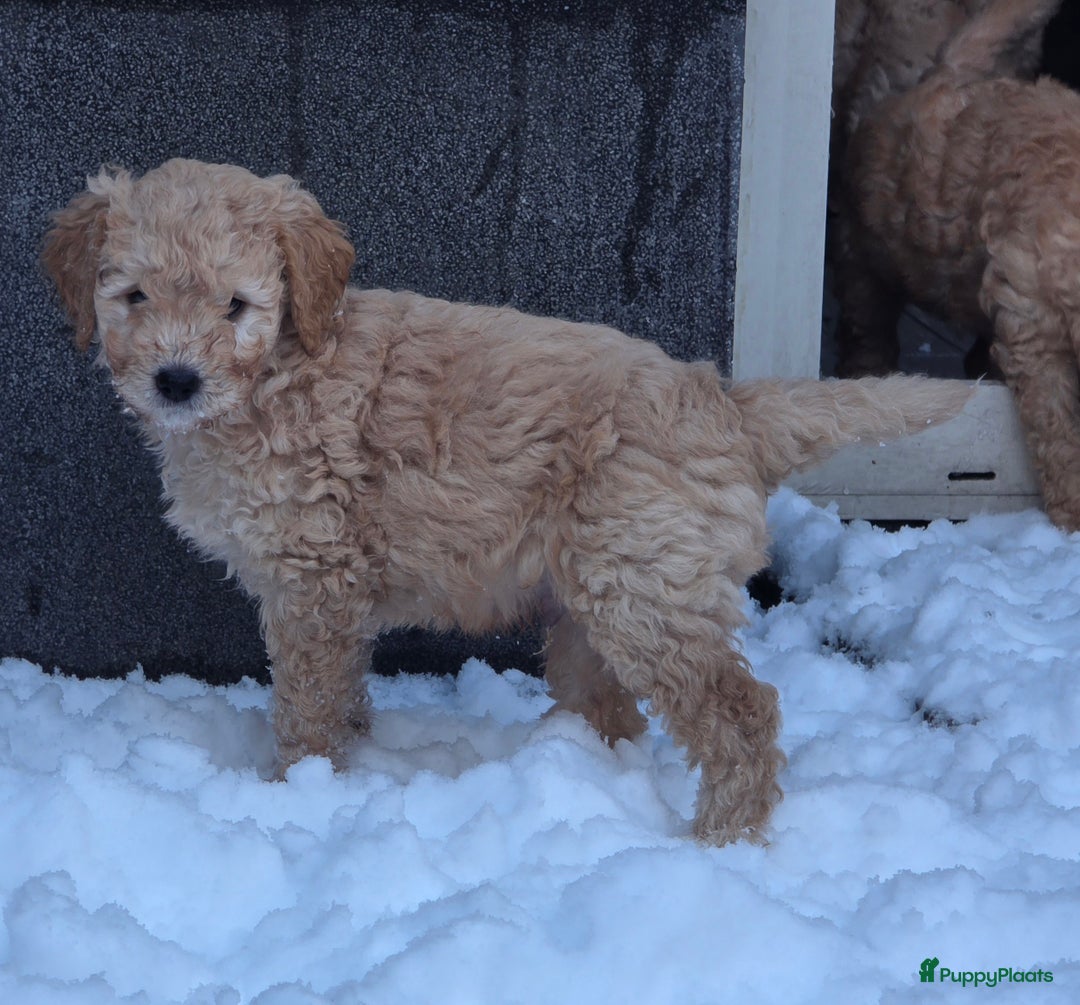 Kruising honden te koop: Goldendoodle reutjes mogen verhuizen - Advertentie 3