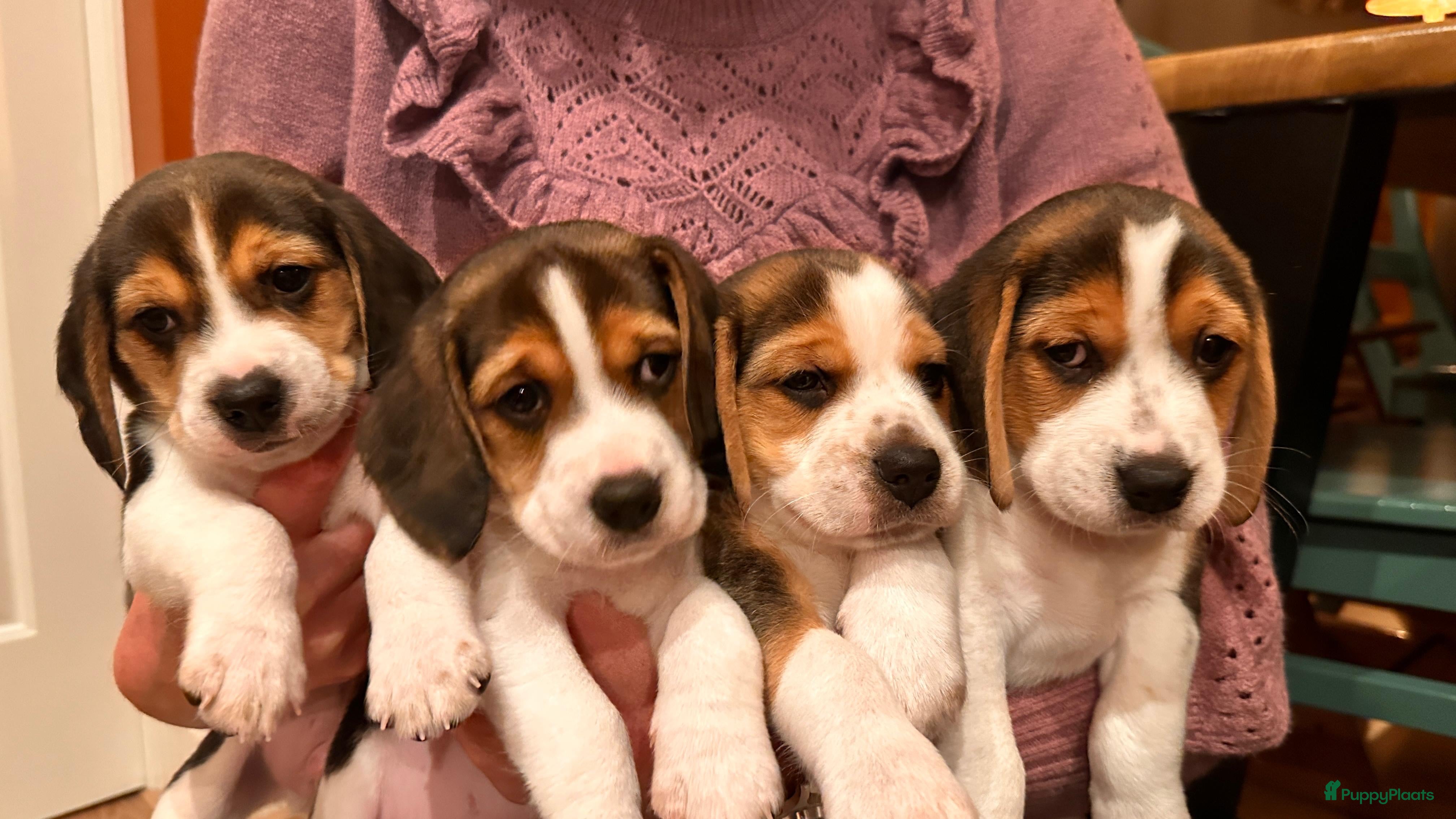 Beagle honden Vier lieve Beagle puppy’s  - Advertentie 5