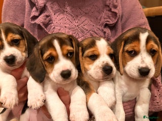 Beagle honden Vier lieve Beagle puppy’s - Advertentie 2