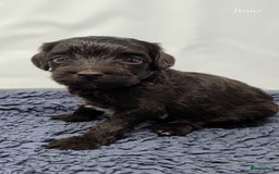 Australian Labradoodle honden te koop: Australian labradoodle Backcross micro/mini - Afbeelding 5