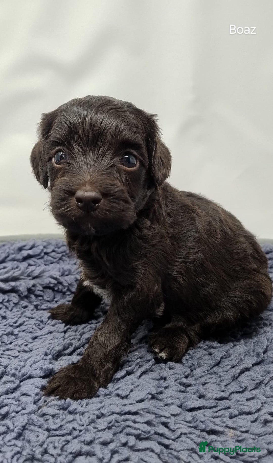 Australian Labradoodle honden te koop: Australian labradoodle Backcross micro/mini - Afbeelding 5