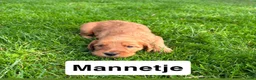Goldendoodle honden te koop: Goldendoodles F1B - Advertentie 5