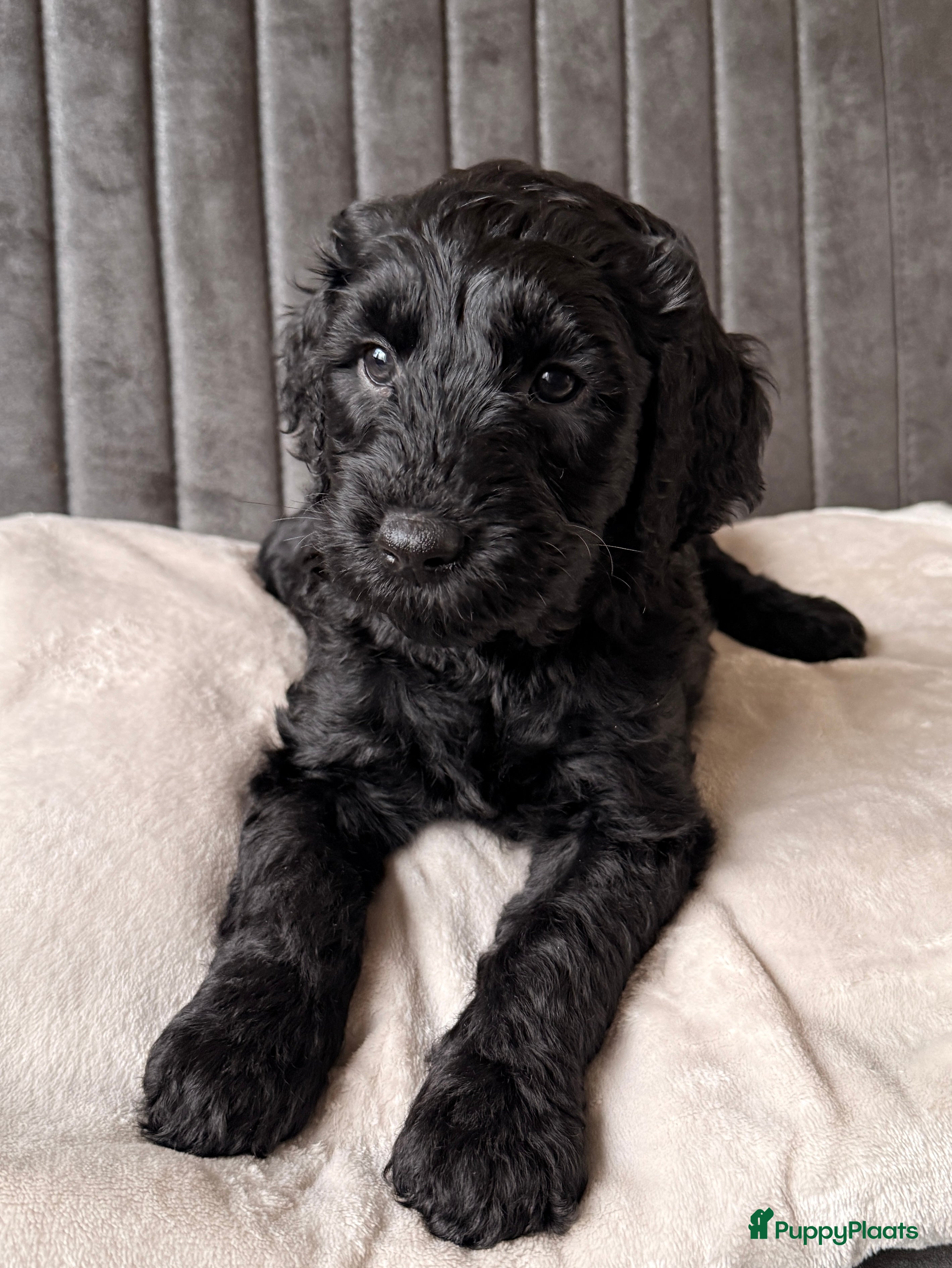 Kruising honden Nog 1 Zwarte Doubledoodle Goldendoodle/labradoodl  - Advertentie 2