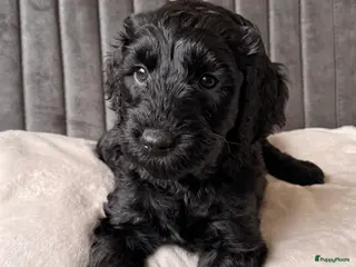 Kruising honden Nog 1 Zwarte Doubledoodle Goldendoodle/labradoodl - Advertentie 2