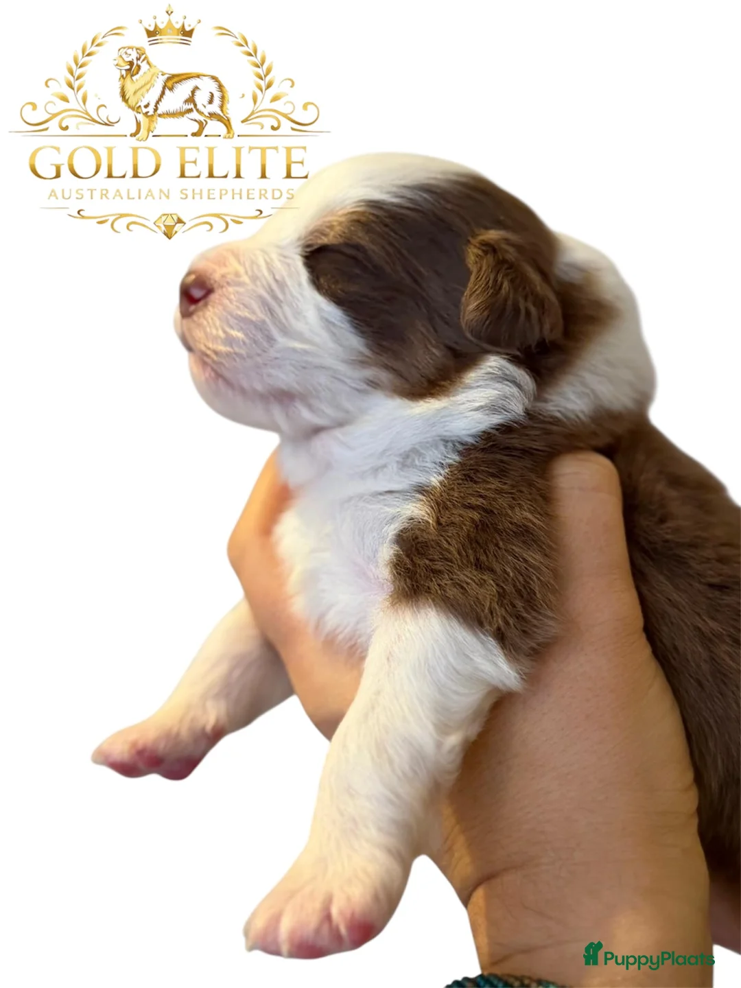 Australian Shepherd honden te koop: Australian shepherd pups puppy - Advertentie 8