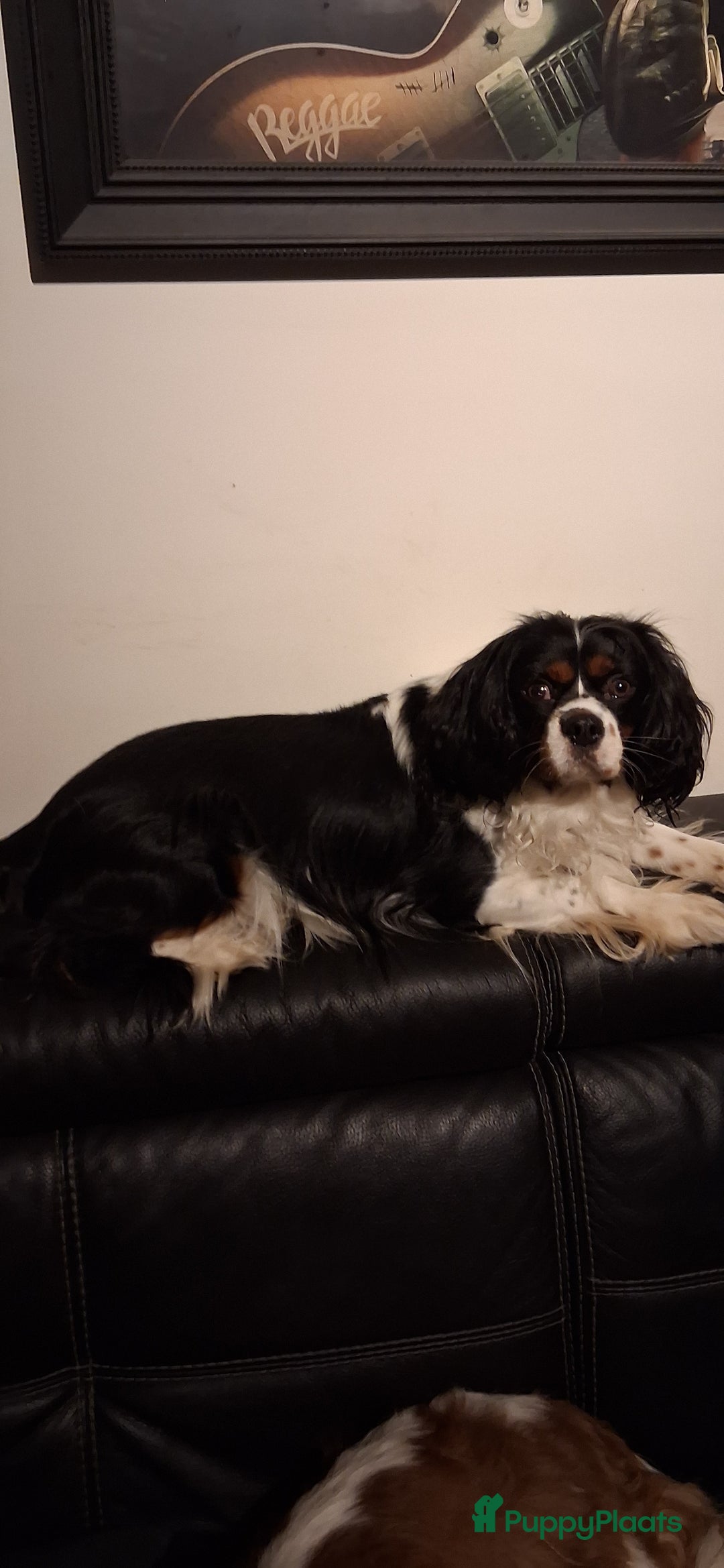 Cavalier King Charles Spaniel honden te koop: Nog1 pup beschikbaar - Advertentie 2