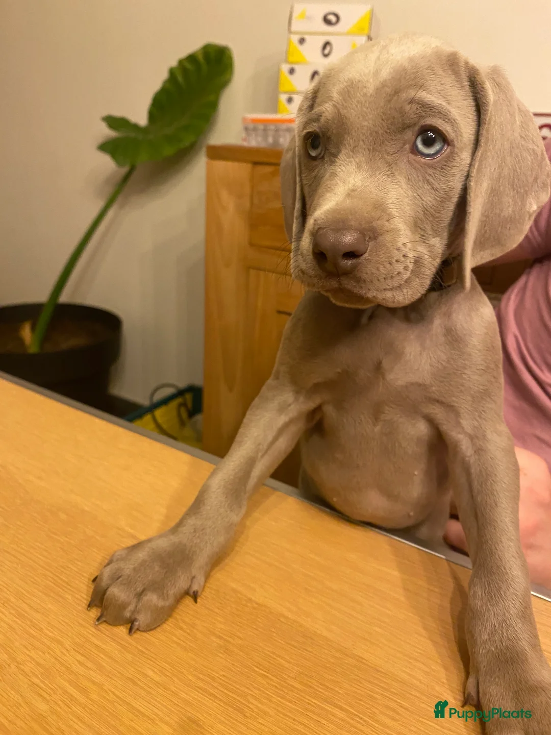 Weimarse Staande Hond korthaar honden te koop: Prachtige Weimaraner pups - Advertentie 6