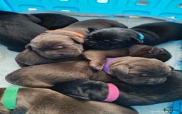 Labrador Retriever honden te koop: Labrador pups uit verantwoorde combinatie - Afbeelding 6