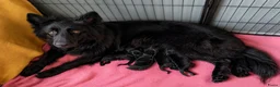 Duitse Herder honden te koop: Prachtige donkere Oud Duitse Herder pups  - Advertentie 5