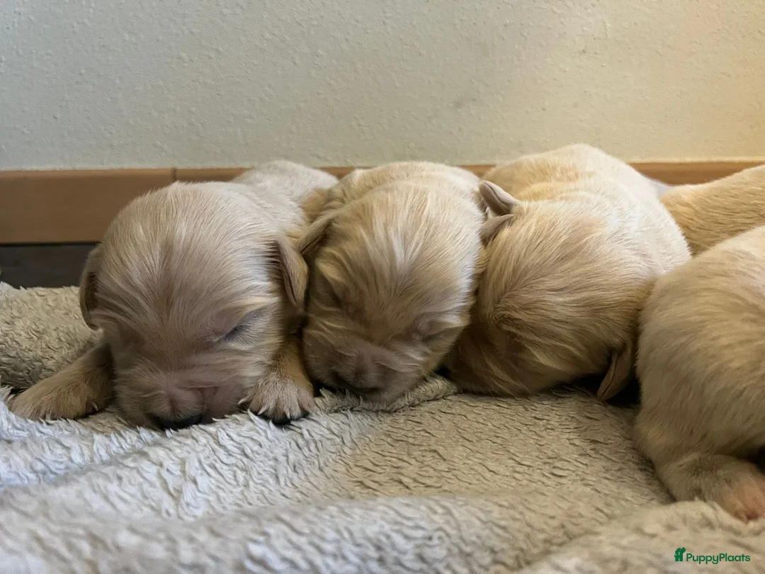 Golden Retriever honden te koop: Golden Retriever pups - Advertentie 6