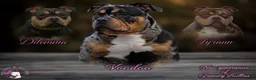 Amerikaanse Bully honden te koop: American Bully pocket pup verwacht  - Advertentie 1