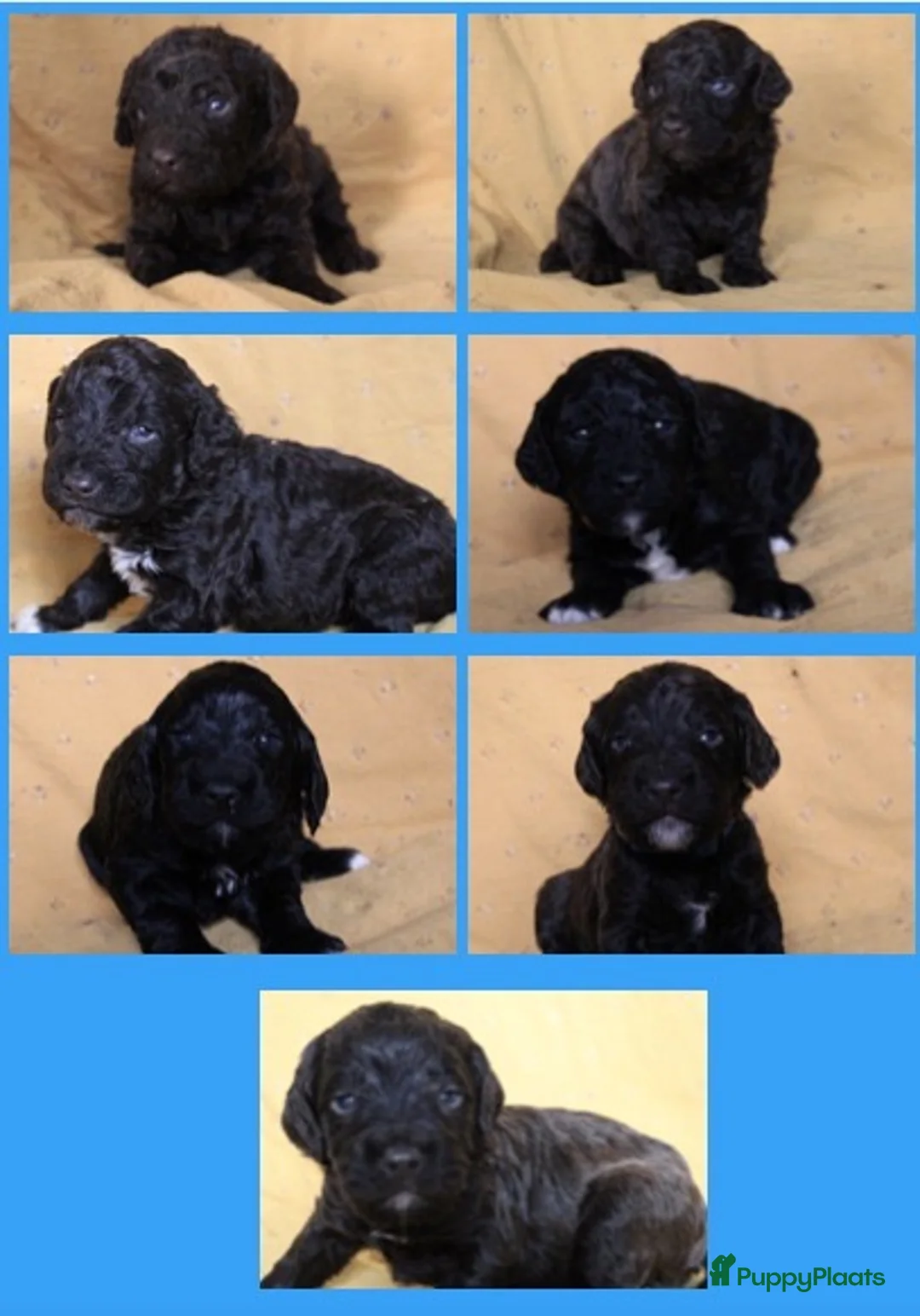 Barbet honden te koop: Barbet pups - Advertentie 1
