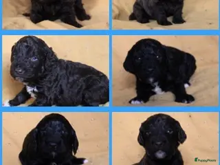 Barbet honden Barbet pups - Advertentie 1