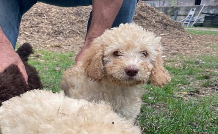Labradoodle honden - Advertentie 13