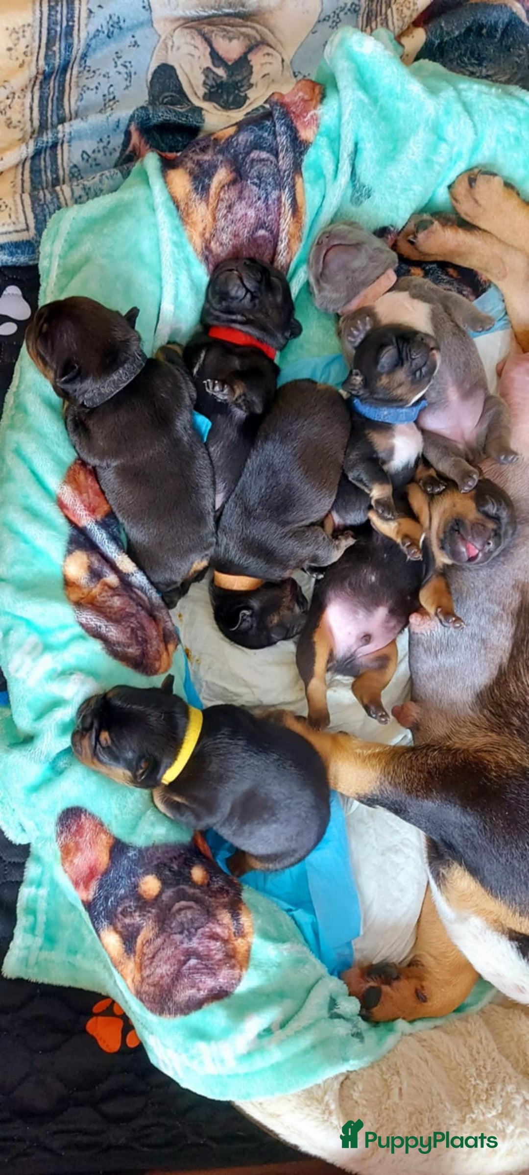Franse Bulldog honden te koop: Prachtige Franse Bulldog pups met stamboom in Zoutleeuw - Afbeelding 15
