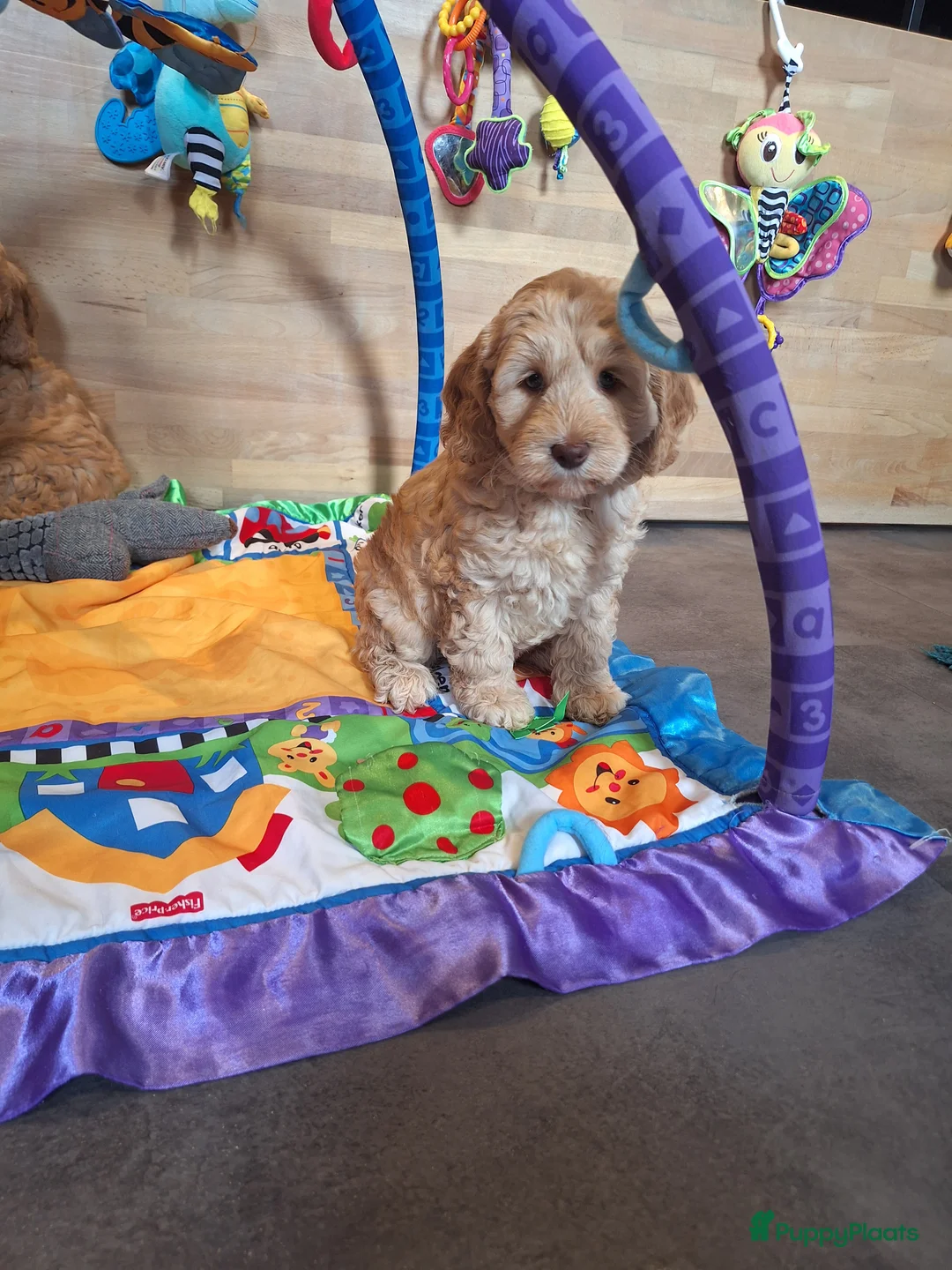 Kruising honden te koop: Australian labradoodle pups - Advertentie 10