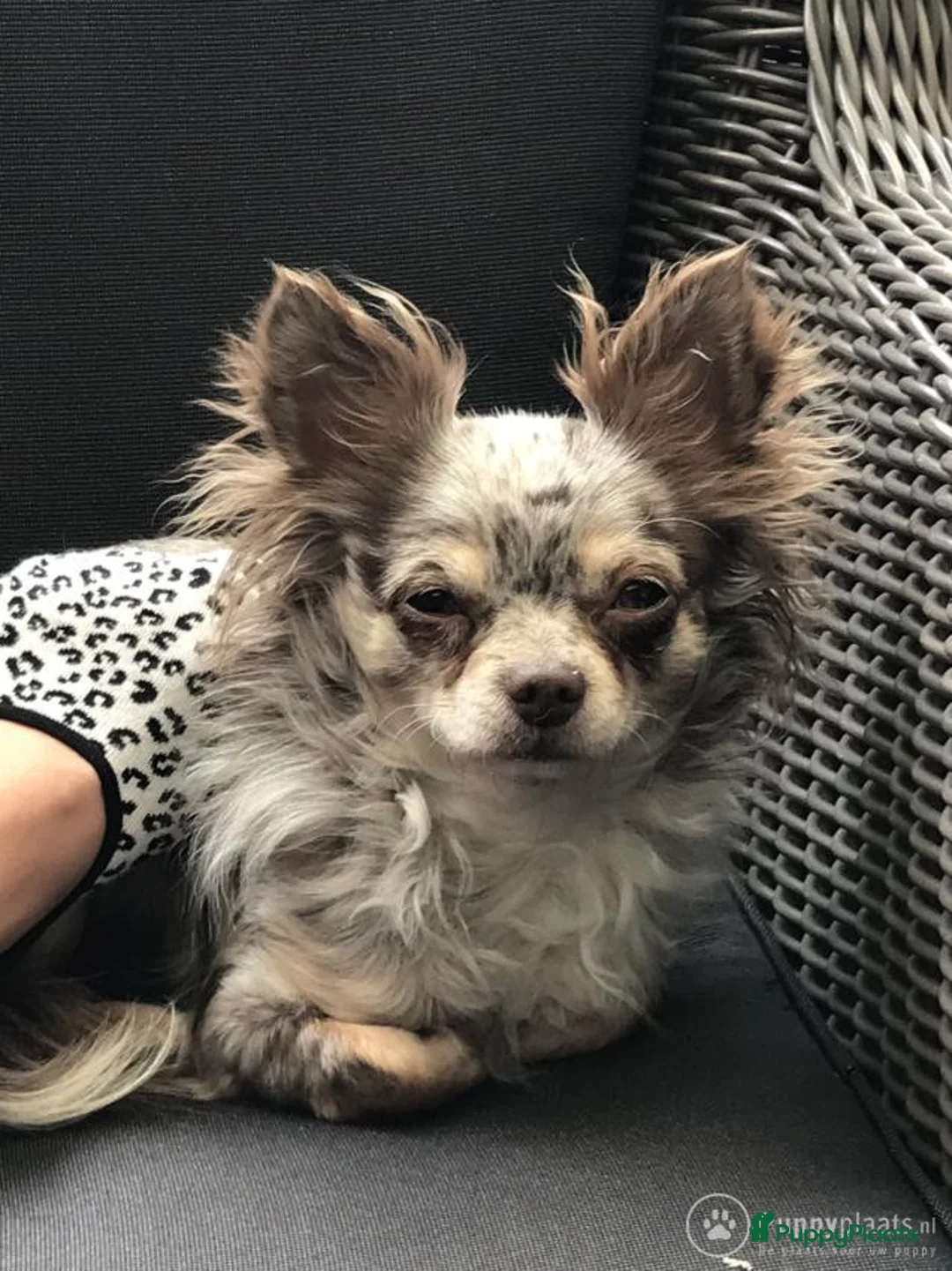 Chihuahua honden ter dekking: Chihuahua choco merle dek reu in Boxtel - Advertentie 1