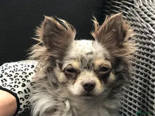 Chihuahua honden Chihuahua choco merle dek reu in Boxtel - Advertentie 6