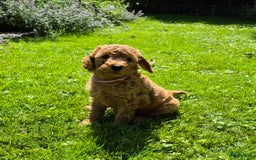 Poedel honden te koop: Middenslag poedels in Schuinesloot - Afbeelding 9