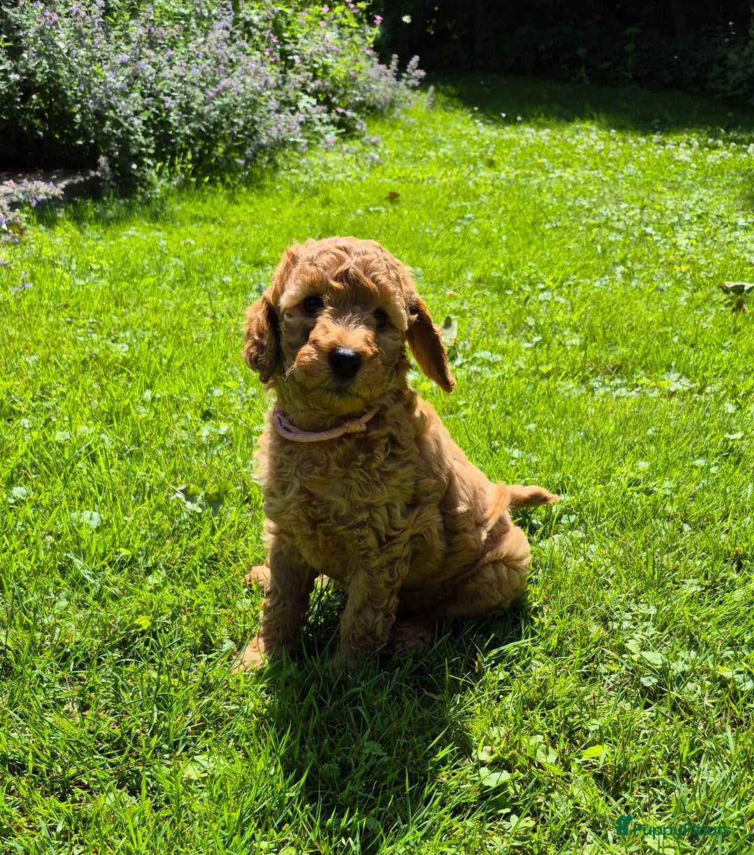 Poedel honden te koop: Middenslag poedels in Schuinesloot - Afbeelding 9