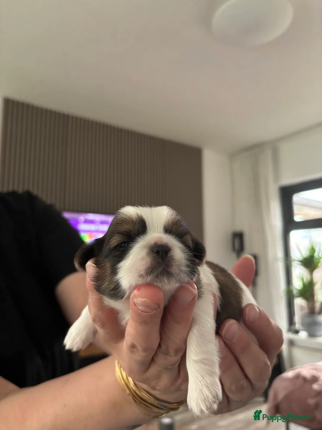 Shih Tzu honden te koop: Shih Shi pups in Joure - Advertentie 2