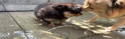Pomeriaan honden te koop: Pomeriaan pup Merle, sable en black and tan - Advertentie 23