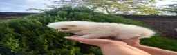 Pomeriaan honden te koop: Pomeriaan puppy - Advertentie 12