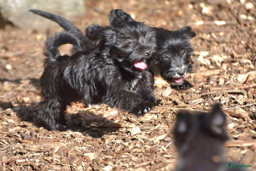 Boomer honden te koop: 4(nog twee) Mega leuke YorkiePoo x Teckel/Shihtzu  - Afbeelding 6