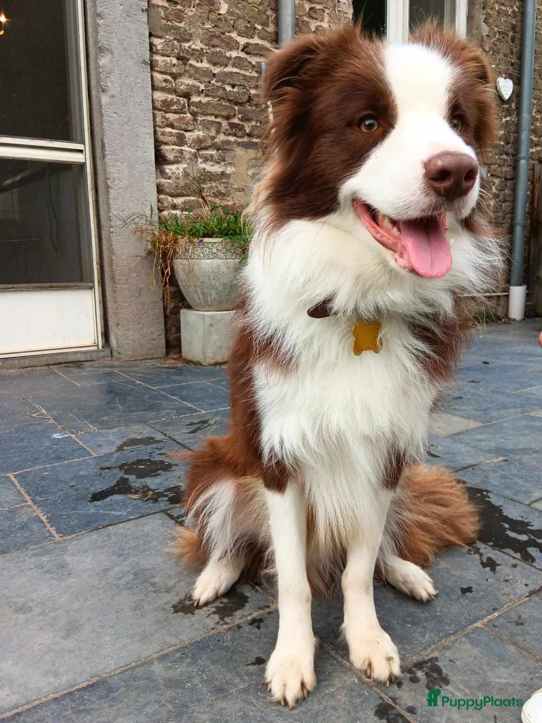 Border Collie honden te koop: Border collie pupjes zoeken een liefdevolle thuis  in Susteren - Advertentie 2