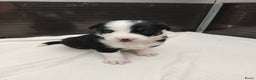 Border Collie honden te koop: Prachtige bordercolliepups met Isds stamboom - Advertentie 10