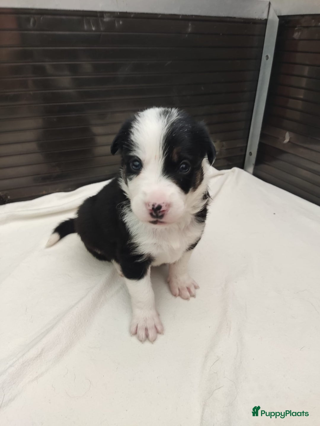 Border Collie honden te koop: Prachtige bordercolliepups met Isds stamboom - Advertentie 10