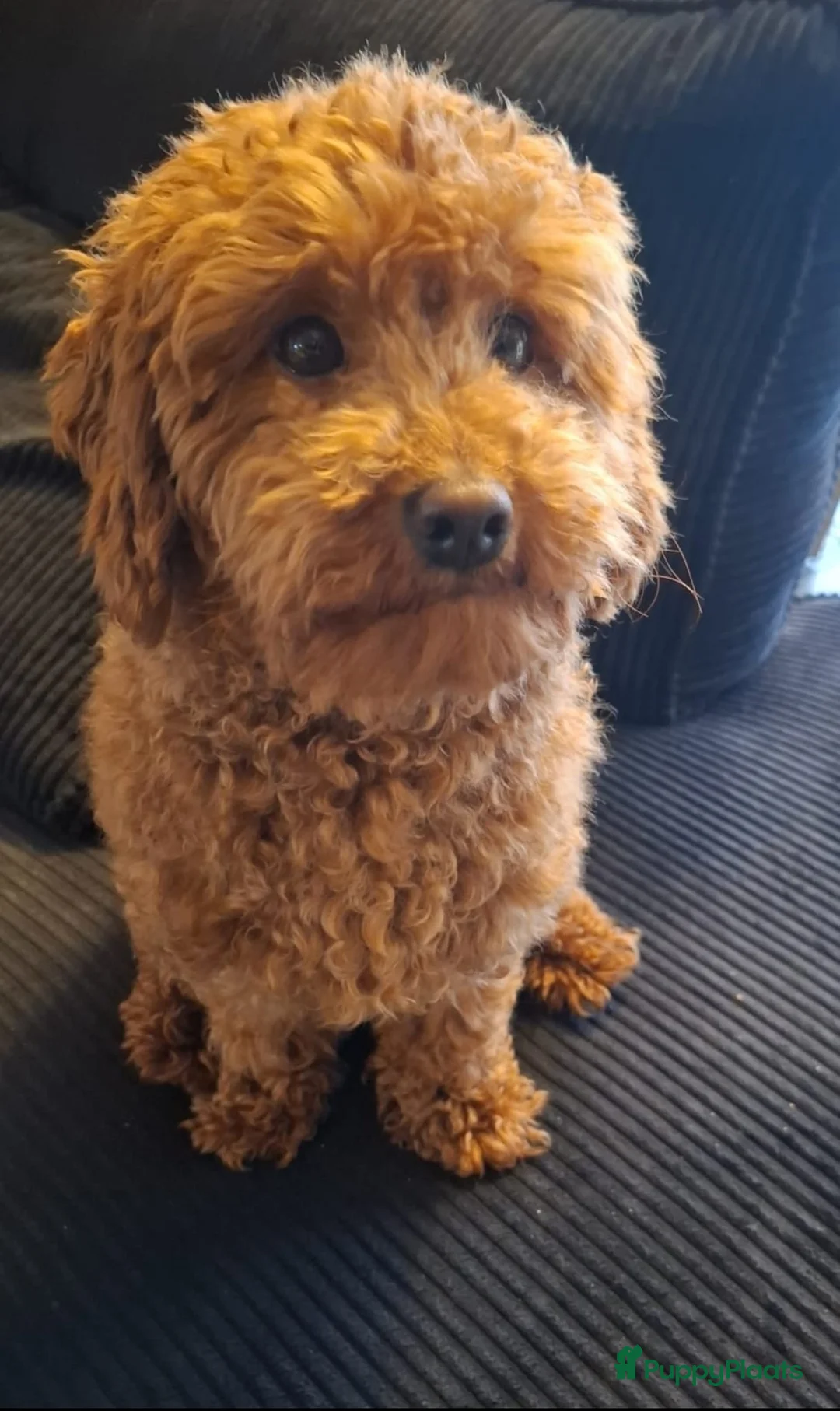 Cavapoo honden te koop: Cavavoo pups - Advertentie 2