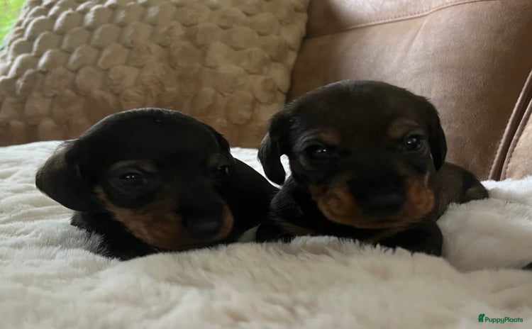 Teckel (korthaar)  honden - Advertentie 1