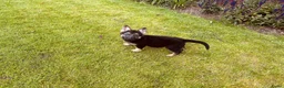 Duitse Herder honden te koop: Prachtige Duitse herder pups - Advertentie 8