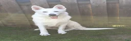 Zwitserse Witte Herdershond honden te koop: Zwitserse witte herder pups - Advertentie 12