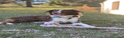 Border Collie honden te koop: Border collie pups - Advertentie 15