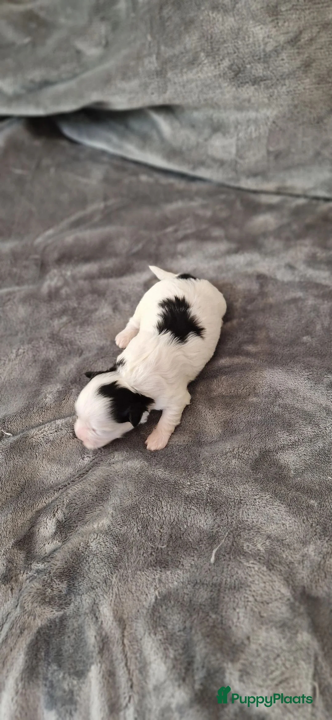 Kruising honden te koop: Maltezer thi tzu/ maltezer - Advertentie 22