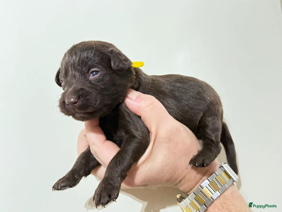 Labradoodle honden te koop: Hele mooie chocolade labradoodle puppy’s  - Advertentie 11