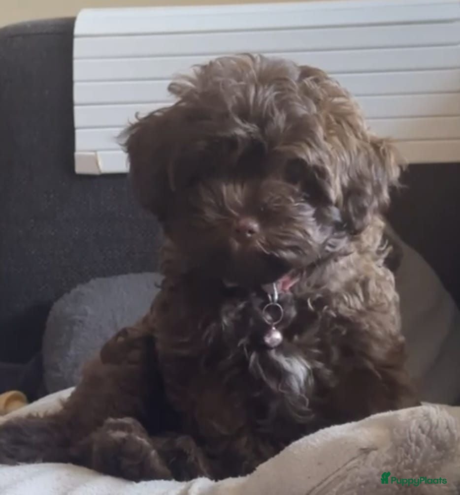Kruising honden Mini Labradoodle/ SHIHPOO- choco met FAWN GEN - Advertentie 1