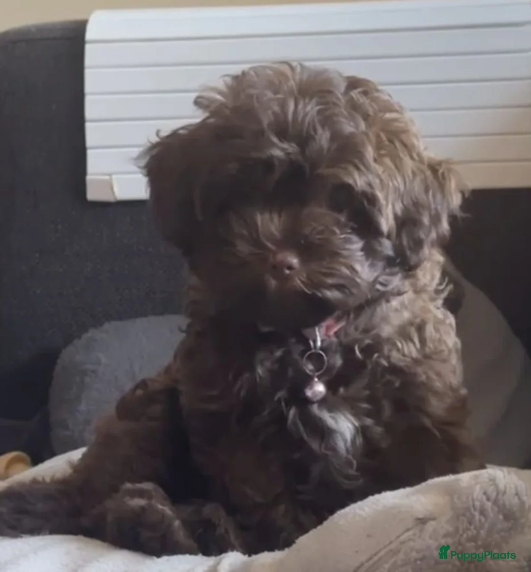 Kruising honden te koop: Mini Labradoodle/ SHIHPOO- choco met FAWN GEN - Advertentie 1