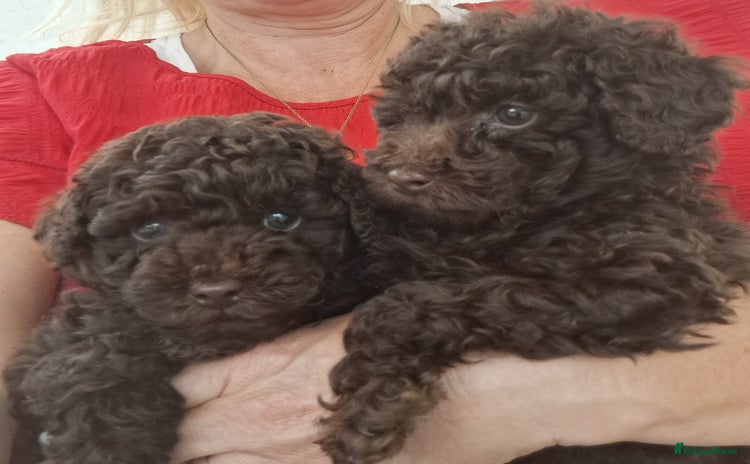 Poedel Toy honden - Advertentie 16