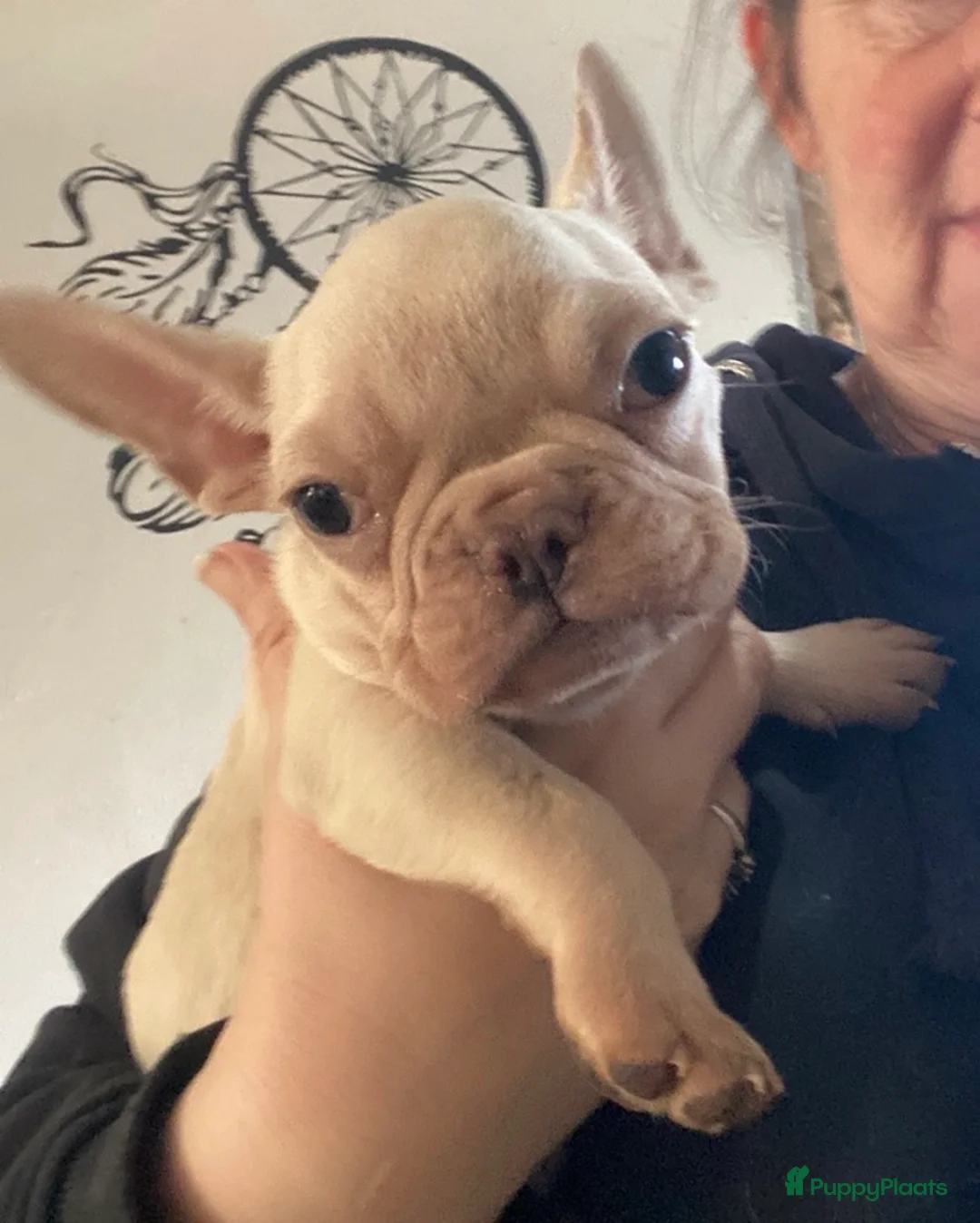 Franse Bulldog honden te koop: Franse buldog fluffy - Advertentie 3