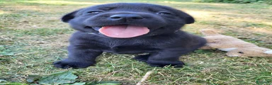Labrador Retriever 7