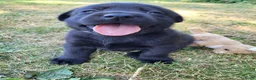 Labrador Retriever honden te koop: Prachtig nest zwarte Labrador pups - Advertentie 9