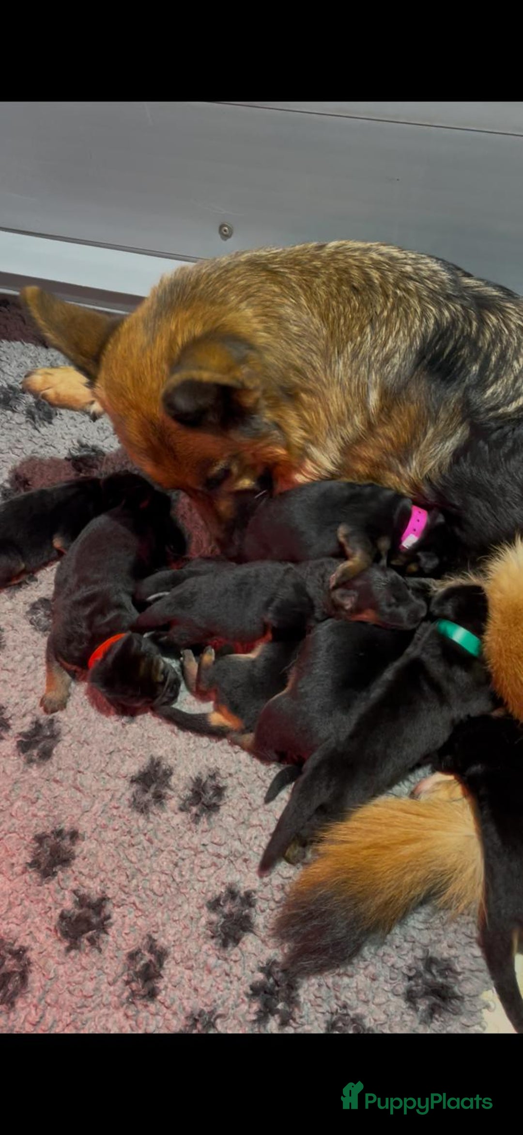 Duitse Herder honden te koop: Duitse Herder pups - Advertentie 1