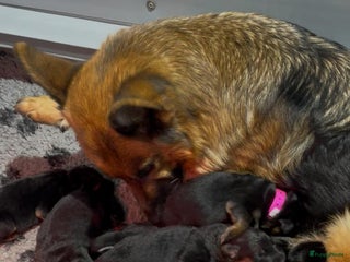 Duitse Herder honden Duitse Herder pups - Advertentie 1