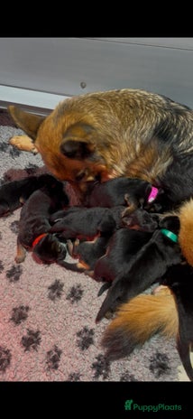 Duitse Herder honden - Advertentie 1